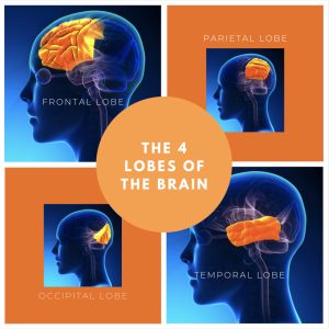 4 Week - Master Mind Brain Healing Training - The 4 Lobes of the Brain