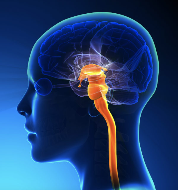 Learn the Secrets of Brain Healing - Achieve Mental Clarity & Deep Inner Balance within 3 Days - Image 3