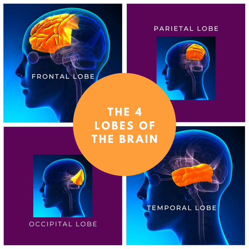 THE 4 LOBES OF THE BRAIN_Lila